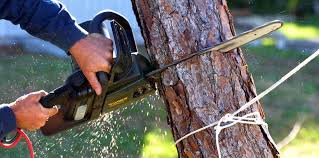 Best Tree Maintenance Programs  in Syracuse, NE